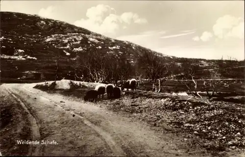 Ak Norwegen, Erwerbszweige, Närlingsliv, weidende Schafe