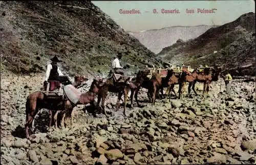 Ak Las Palmas de Gran Canaria Kanarische Inseln, Camellos, Kamele, Karawane