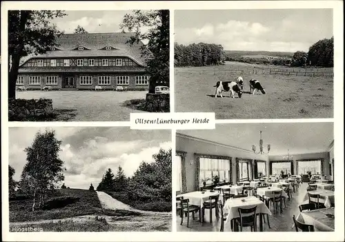 Ak Ollsen Hanstedt Niedersachsen, Gasthof zur Eiche, Hingstberg, Kühe