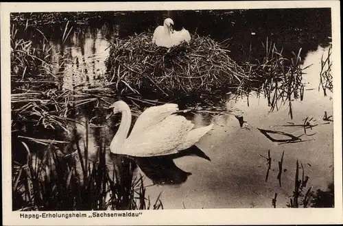 Ak Sachsenwaldau Reinbek in Schleswig Holstein, Hapag Erholungsheim, Schwäne