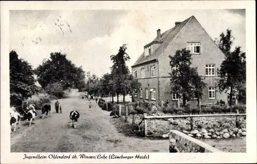 Ak Ohlendorf Seevetal in Niedersachsen, Jugendheim, Rindertrieb durch den Ort