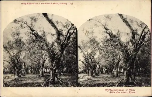 Stereo Ak Roma Rom Lazio, Allee von Olivenbäumen