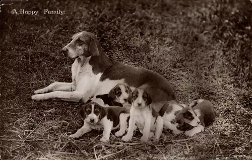 Ak A Happy Family, Hündin mit Welpen