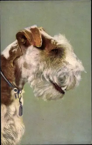 Künstler Ak Fox Terrier, Hundeportrait