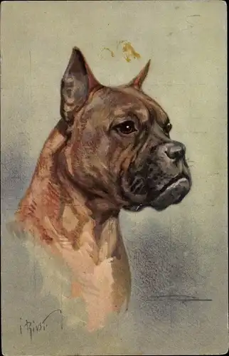 Künstler Ak Boxer, Hundeportrait