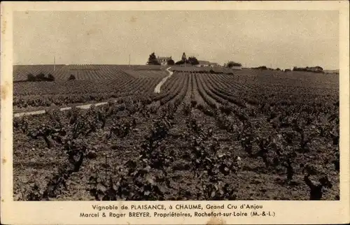 Ak Rochefort sur Loire Maine et Loire, Chaume, Vignoble de Plaisances, Grand Cru d'Anjou