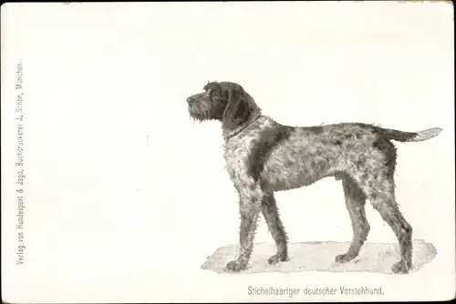 Ak Hund, Stichelhaariger deutscher Vorstehhund