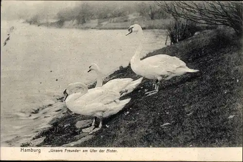 Ak Hamburg, Schwäne am Ufer der Alster