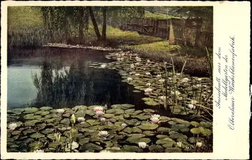 Ak Olbernhau im Erzgebirge Sachsen, Modellgarten der Wachsblumenfabrik, Seerosen, Teich