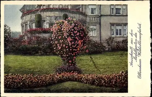 Ak Olbernhau im Erzgebirge, Modellgarten der Wachsblumenfabrik, Rosen