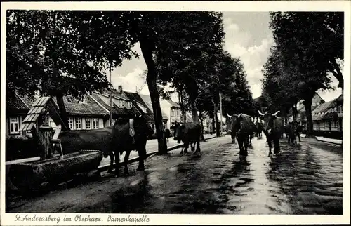 Ak Sankt Andreasberg Braunlage im Oberharz, Damenkapelle, Kühe auf der Straße