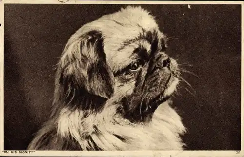 Ak Hundeportrait, Tierportrait, Pekingese, On his Dignity