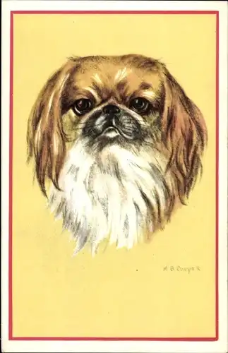 Künstler Ak Cooper, M. B., Tierportrait, Hundeportrait, Pekingese