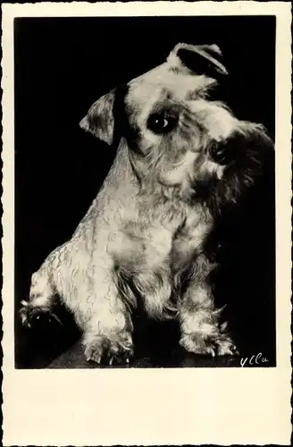 Ak Portrait eines Terriers, Hundeportrait, Tierportrait