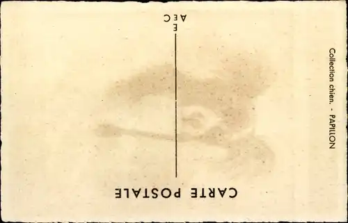 Künstler Ak Hundeportrait, Tierportrait