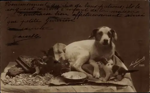 Ak Hund mit jungen Katzen, Terrier