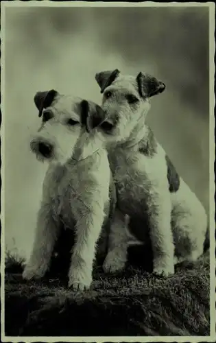 Ak Zwei Foxterrier, Hundeportrait