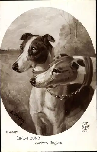 Künstler Ak Samson, E., Greyhound, Levriers Anglais, Hundeportrait