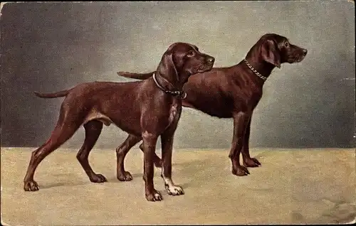 Künstler Ak Zwei braune Hunde, Hundeportrait