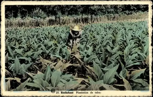 Ak Rochehaut Bouillon Wallonien Luxemburg, Plantation de tabac