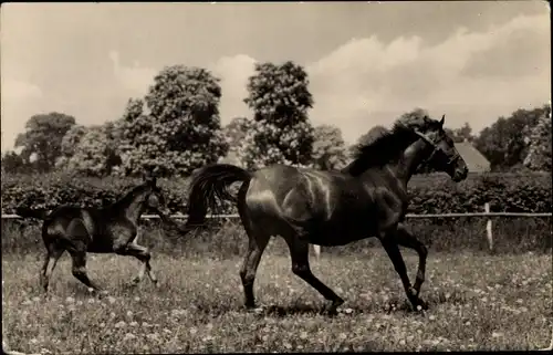 Ak Pferde auf der Weide, Fohlen