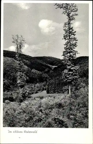 Ak Höhr Grenzhausen im Westerwaldkreis, Partie im schönen Westerwald