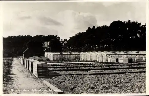 Ak Hellendoorn Overijssel, Volkssanatorium, Moestuin