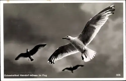 Ak Niendorf Timmendorfer Strand, Möwen im Flug