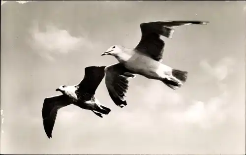 Ak Niendorf Timmendorfer Strand, Möwen im Flug