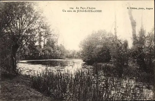 Ak Juigné sur Loire Maine et Loire, Uferpartie