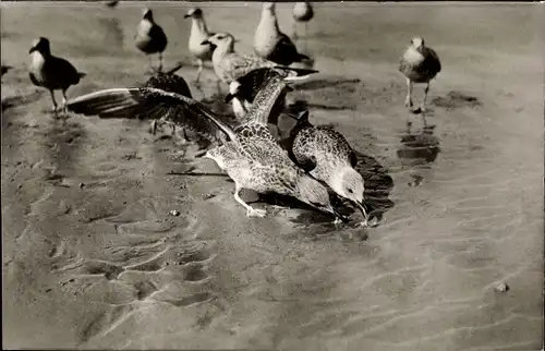 Ak Nordseebad Sankt Peter Ording, Möwen am Strand
