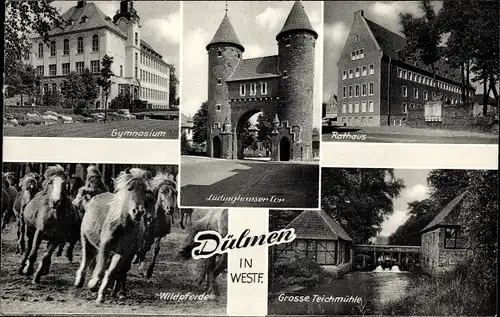 Ak Dülmen im Münsterland, Wildpferde, Rathaus, Grosse Teichmühle, Lüdinghauser Tor