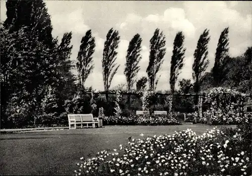 Ak Pinneberg in Holstein, Rosengarten