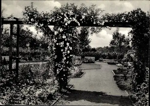 Ak Pinneberg in Holstein, Rosengarten