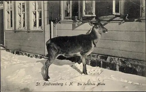 Ak Sankt Andreasberg Braunlage im Oberharz, Die bettelnde Mieke, Hirschkuh am Fenster