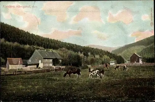 Ak Sieber Herzberg am Harz in Niedersachsen, Försterei Königshof, Kuhweide