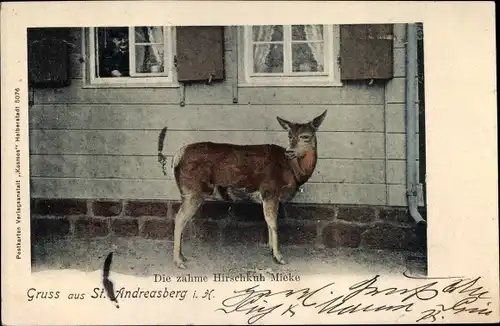 Ak Sankt Andreasberg Braunlage im Oberharz, zahme Hirschkuh Mieke