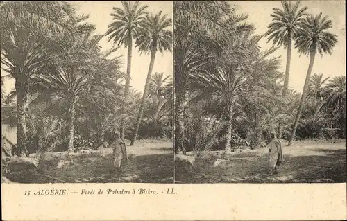 Stereo Ak Biskra Algerien, Foret de Palmiers