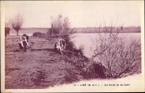 Ak Liré Maine et Loire, Les bords de la Loire, Kühe