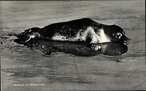 Ak Seehund im Wattenmeer