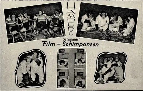 Ak Schuman Film-Schimpansen, Szenen aus dem Leben der Schimpansen