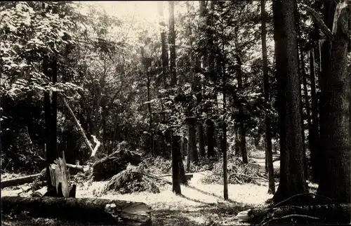 Ak Luxeuil les Bains Haute Saône, Waldpartie nach Gewitter