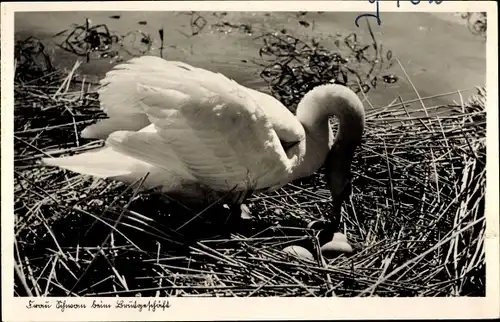 Foto Ak Frau Schwan beim Brutgeschäft, Schwanennest