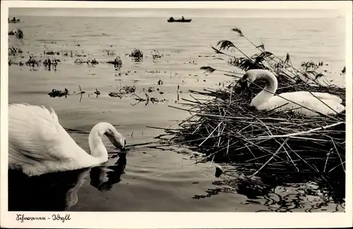 Ak Schwanen Idyll, Schwäne, Nest