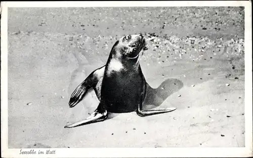 Ak Seerobbe im Watt