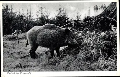 Ak Wildsau im Westerwald, Wildschwein