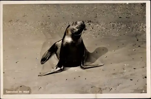 Ak Seerobbe im Watt