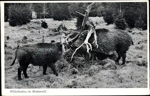 Ak Wildschweine im Westerwald