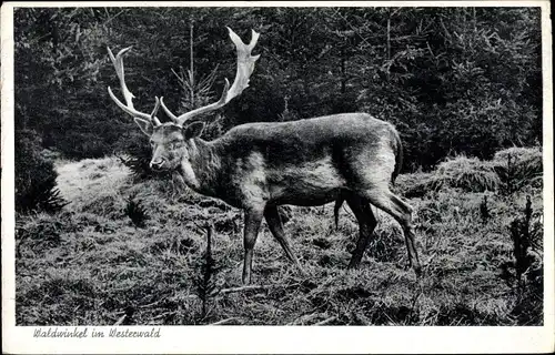 Ak Waldwinkel im Westerwald, Hirsch