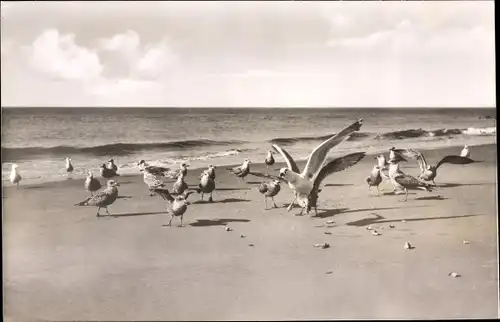 Ak Baltrum, Möwen am Strand